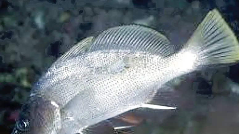Un esemplare di corvina