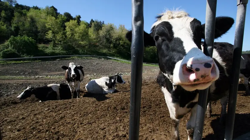 Le mucche stavano pascolando vicino a un sentiero del Cai