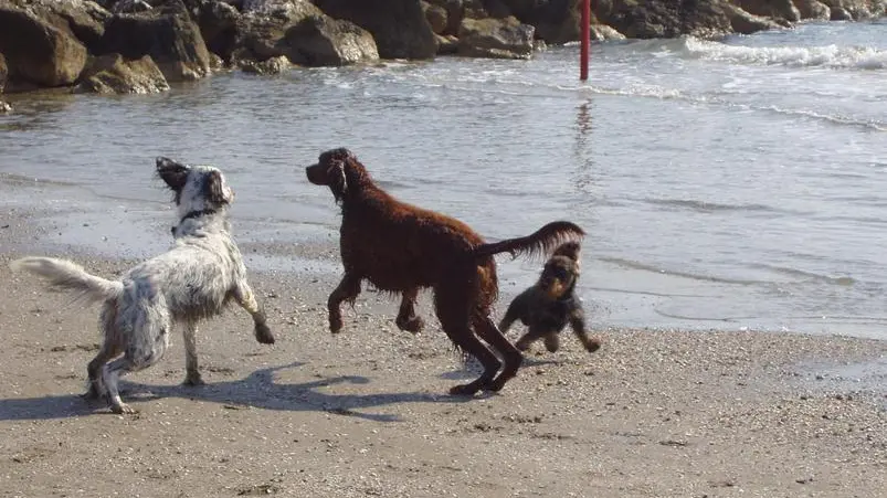 foto cani liberi al Lido - per Agostini