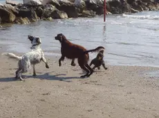 foto cani liberi al Lido - per Agostini