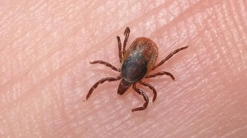 Primo caso di encefalite da zecca a Venezia