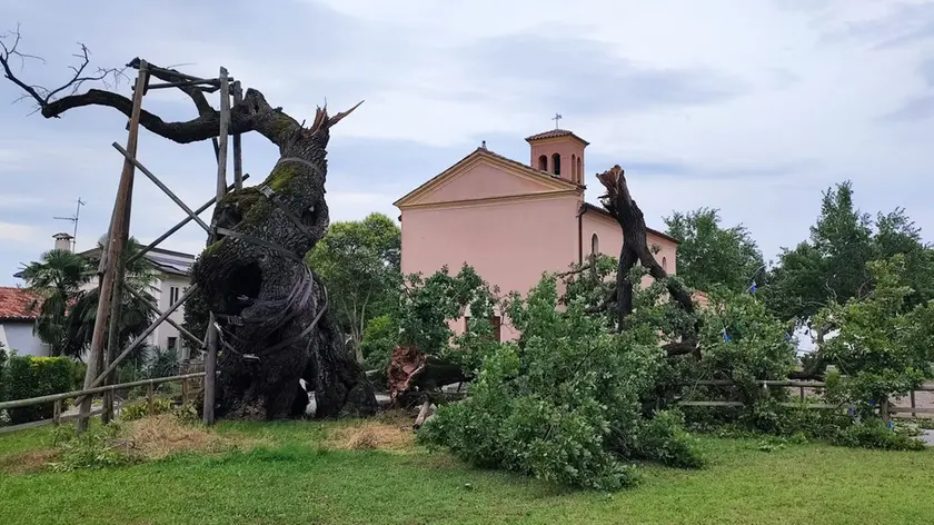 A Villanova abbattuta il maltempo abbatte la storica quercia (foto Vianello)