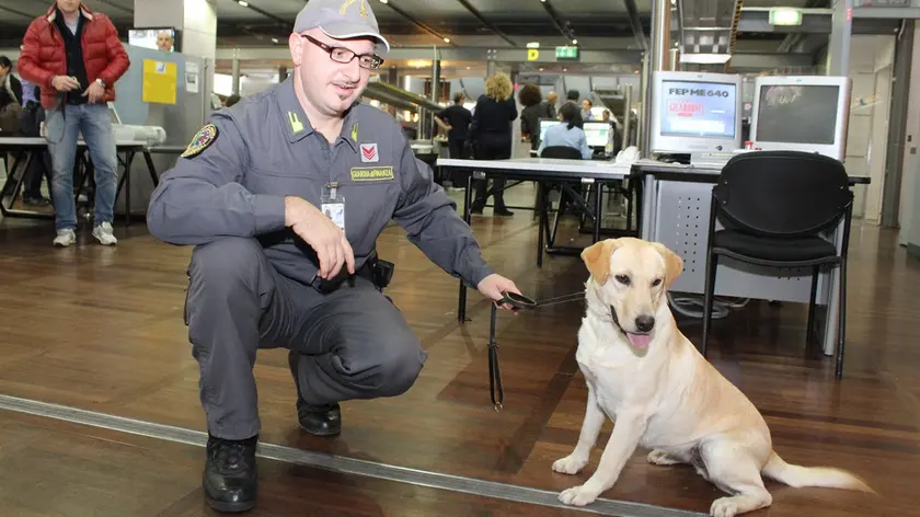 Uno dei cani fiuta denaro in servizio all'aeroporto di Tessera