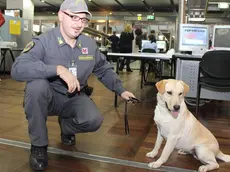 Uno dei cani fiuta denaro in servizio all'aeroporto di Tessera