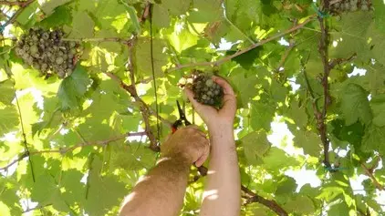 Interpress/M.Tagliapietra Venezia 30.08.2015.- Laguna nel bicchiere. Le vigne ritrovate. Vendemmia nell'isola di San Michele, Cimitero.