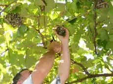 Interpress/M.Tagliapietra Venezia 30.08.2015.- Laguna nel bicchiere. Le vigne ritrovate. Vendemmia nell'isola di San Michele, Cimitero.