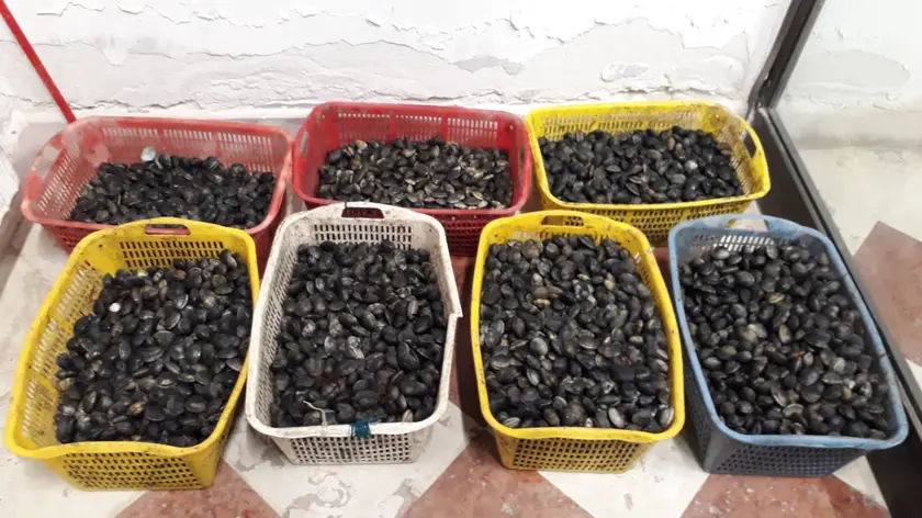 Cassette di vongole veraci