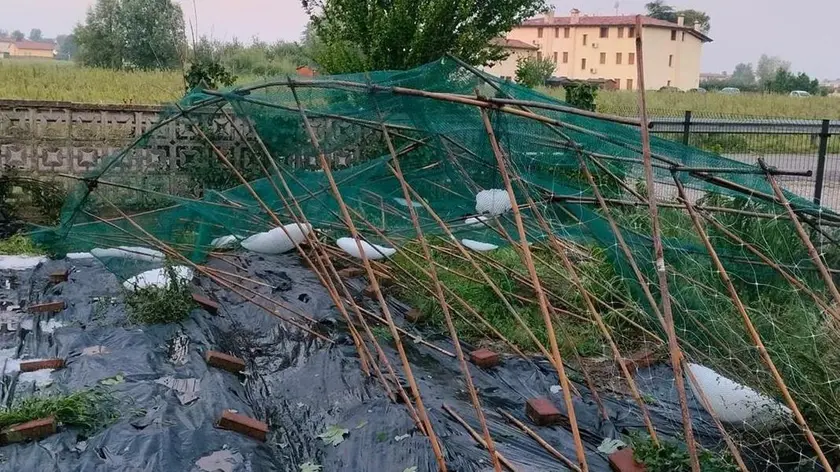I danni causati dal maltempo alle coltivazioni sono gravissimi
