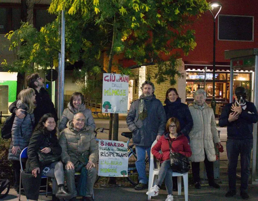 Foto Agenzia Candussi/ Artico/ Mestre, via Cappuccina/ Presidio organizzato dall'ass. Amico Albero per proteggere l'albero di mimose