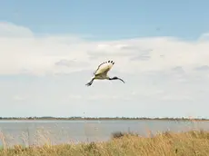 Il volo degli Ibis nell'oasi di Marcon nelle bellissime foto di Jenny Doriana Ravagnan