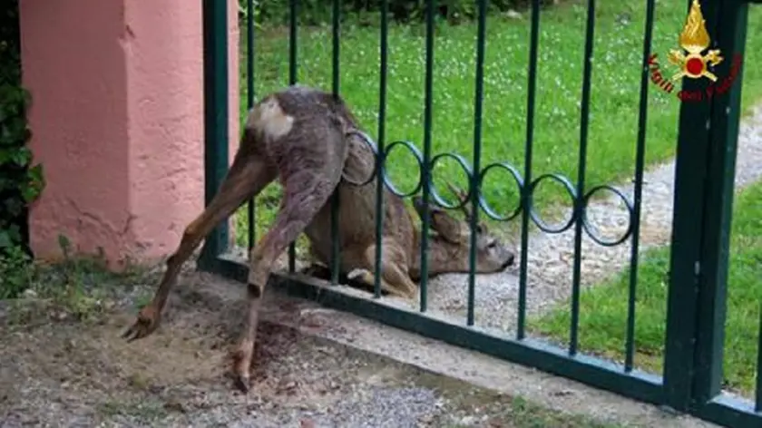 Il giovane capriolo era rimasto incastrato in un cancello. I vigili del fuoco lo hanno liberato senza danni