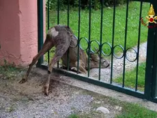 Il giovane capriolo era rimasto incastrato in un cancello. I vigili del fuoco lo hanno liberato senza danni