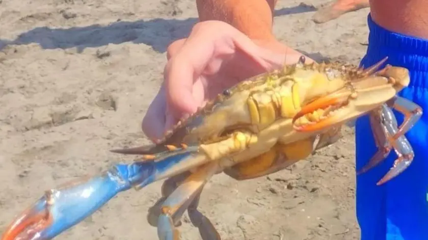 Un granchio blu nelle mani di un ragazzo a Bibione