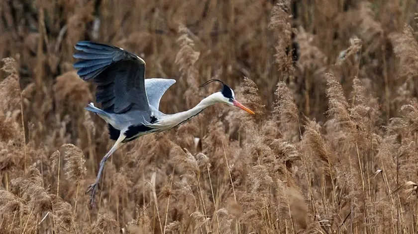 Un airone cinerino nell'Oasi di Gaggio di Marcon