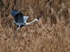 Un airone cinerino nell'Oasi di Gaggio di Marcon