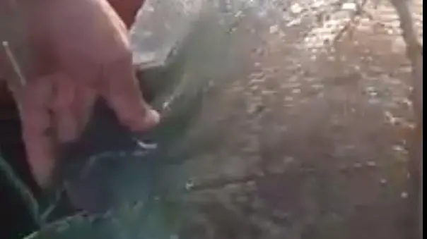 Una rete piena di noci di mare, del tutto simili alle meduse