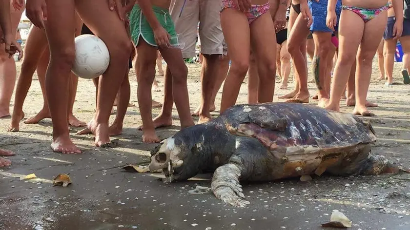 La tartaruga spiaggiata a Ca' Savio (foto Alberto Alberti)