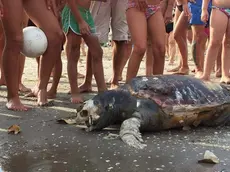 La tartaruga spiaggiata a Ca' Savio (foto Alberto Alberti)