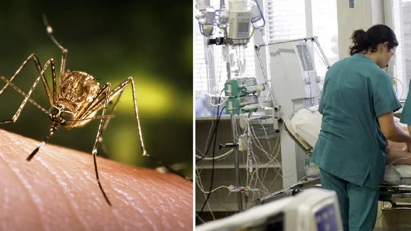 This close-up view of a Culex tarsalis mosquito resting on human skin, shows the dark-scaled proboscis which has a broad median white band. ....Other identifying characteristics include white scales around the joints of its tarsi, a line of white scales along the tibia and femur, and two silver dots on its scutum. The epidemiologic importance of C. tarsalis lies in its ability to spread Western Equine Encephalitis (WEE), St. Louis Encephalitis (SLE), and California Encephalitis, and is currently the main vector of West Nile virus in the Western United States... ..Date: 2005..Content credits: / xxxxx..Photo credit: James Gathany..Image storage: xxxxxxxxxxxxx..Support File: CD_120_DH/ 005....URL: http://www.cdc.gov/ncidod/dvbid/westnile/..URL Title: CDC – Division of Vector-Borne Infectious Diseases – West Nile Virus.. - LA ZANZARA CULEX A sinistra, l'insetto identificato come principale vettore del virus A destra, una cellula infettata