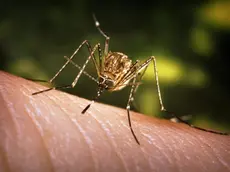 This close-up view of a Culex tarsalis mosquito resting on human skin, shows the dark-scaled proboscis which has a broad median white band. ....Other identifying characteristics include white scales around the joints of its tarsi, a line of white scales along the tibia and femur, and two silver dots on its scutum. The epidemiologic importance of C. tarsalis lies in its ability to spread Western Equine Encephalitis (WEE), St. Louis Encephalitis (SLE), and California Encephalitis, and is currently the main vector of West Nile virus in the Western United States... ..Date: 2005..Content credits: / xxxxx..Photo credit: James Gathany..Image storage: xxxxxxxxxxxxx..Support File: CD_120_DH/ 005....URL: http://www.cdc.gov/ncidod/dvbid/westnile/..URL Title: CDC – Division of Vector-Borne Infectious Diseases – West Nile Virus.. - LA ZANZARA CULEX A sinistra, l'insetto identificato come principale vettore del virus A destra, una cellula infettata