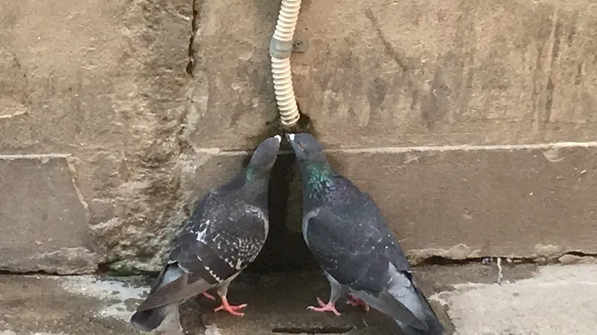 Due piccioni si dissetano dallo scarico di un condizionatore a Venezia (foto De Lazzari)