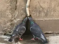 Due piccioni si dissetano dallo scarico di un condizionatore a Venezia (foto De Lazzari)