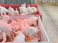 Le caprette appena nate alla luce a infrarossi per tenerle al caldo
