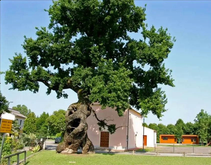 DE POLO - DINO TOMMASELLA - FOSSALTA DI PORTOGRUARO - QUERCIA SECOLARE FOTO DI APRILE 2017