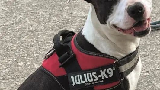 Lola, pitbull che cerca un nuovo padrone