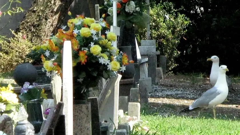 Interpress/Mazzega De Rossi Venezia, 06.05.2015.- Gabbiani invadono il Cimitero di San Michele