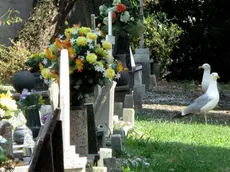 Interpress/Mazzega De Rossi Venezia, 06.05.2015.- Gabbiani invadono il Cimitero di San Michele