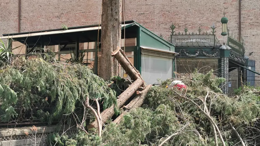 Gli alberi abbattuti vicino al Duomo di San Lorenzo