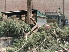 Gli alberi abbattuti vicino al Duomo di San Lorenzo