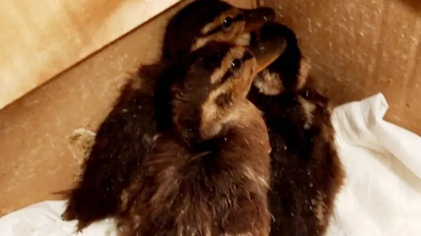 Gli anatroccoli salvati