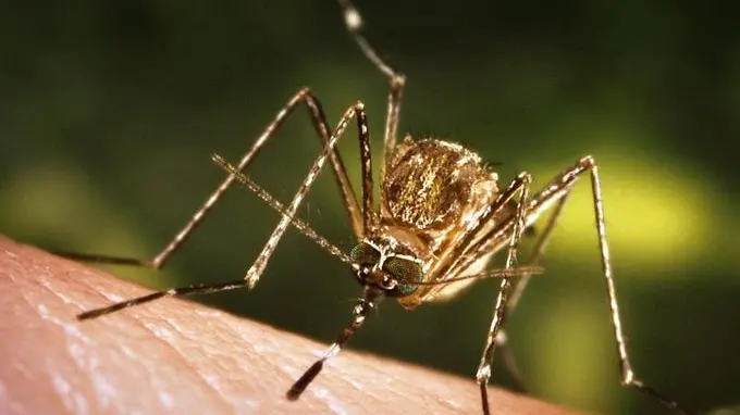 This close-up view of a Culex tarsalis mosquito resting on human skin, shows the dark-scaled proboscis which has a broad median white band. ....Other identifying characteristics include white scales around the joints of its tarsi, a line of white scales along the tibia and femur, and two silver dots on its scutum. The epidemiologic importance of C. tarsalis lies in its ability to spread Western Equine Encephalitis (WEE), St. Louis Encephalitis (SLE), and California Encephalitis, and is currently the main vector of West Nile virus in the Western United States... ..Date: 2005..Content credits: / xxxxx..Photo credit: James Gathany..Image storage: xxxxxxxxxxxxx..Support File: CD_120_DH/ 005....URL: http://www.cdc.gov/ncidod/dvbid/westnile/..URL Title: CDC – Division of Vector-Borne Infectious Diseases – West Nile Virus.. - LA ZANZARA CULEX A sinistra, l'insetto identificato come principale vettore del virus A destra, una cellula infettata