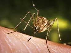 This close-up view of a Culex tarsalis mosquito resting on human skin, shows the dark-scaled proboscis which has a broad median white band. ....Other identifying characteristics include white scales around the joints of its tarsi, a line of white scales along the tibia and femur, and two silver dots on its scutum. The epidemiologic importance of C. tarsalis lies in its ability to spread Western Equine Encephalitis (WEE), St. Louis Encephalitis (SLE), and California Encephalitis, and is currently the main vector of West Nile virus in the Western United States... ..Date: 2005..Content credits: / xxxxx..Photo credit: James Gathany..Image storage: xxxxxxxxxxxxx..Support File: CD_120_DH/ 005....URL: http://www.cdc.gov/ncidod/dvbid/westnile/..URL Title: CDC – Division of Vector-Borne Infectious Diseases – West Nile Virus.. - LA ZANZARA CULEX A sinistra, l'insetto identificato come principale vettore del virus A destra, una cellula infettata