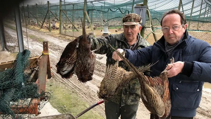 LAMANTEA - DINO TOMMASELLA - TORRE DI MOSTO - STRAGE DI FAGIANI ASSALITI DALLE VOLPI - IN FOTO L'ALLEVATORE MATTIUZZO E GIANNI ARTICO DI FEDERCACCIA