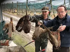 LAMANTEA - DINO TOMMASELLA - TORRE DI MOSTO - STRAGE DI FAGIANI ASSALITI DALLE VOLPI - IN FOTO L'ALLEVATORE MATTIUZZO E GIANNI ARTICO DI FEDERCACCIA