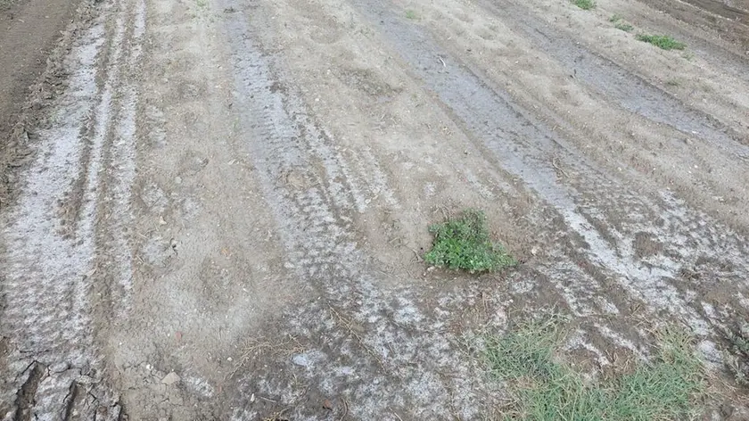 Gli effetti, visibili a occhio nudo, del cuneo salino nelle isole della laguna