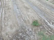 Gli effetti, visibili a occhio nudo, del cuneo salino nelle isole della laguna