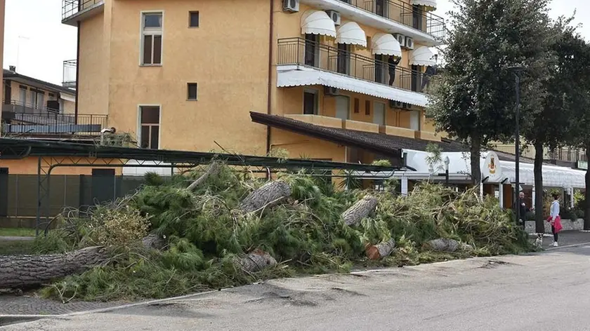 COLUCCI - DINO TOMMASELLA - ERACLEA - PINI TAGLIATI IN VIA DANCALIA