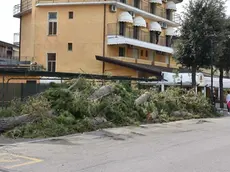 COLUCCI - DINO TOMMASELLA - ERACLEA - PINI TAGLIATI IN VIA DANCALIA