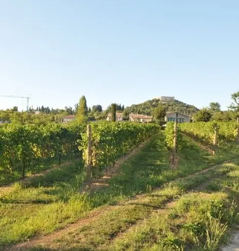 Vigneti sulle colline di Fonte
