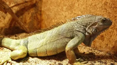 Un’iguana come quella probabilmente intravista sul Piave