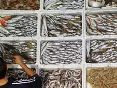 Un banco del mercato ittico in una foto di archivio.Torna da lunedì sulle tavole degli italiani il pesce fresco nazionale dell'Adriatico con la fine del blocco alla pesca, deciso per permettere di ripopolare il mare dopo che i primi sei mesi dell'anno hanno visto dimezzare il pescato in Italia. ANSA/CESARE ABBATE/