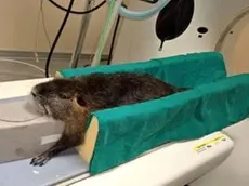 La nutria sottoposta alla Tac (foto da Treviso Today)