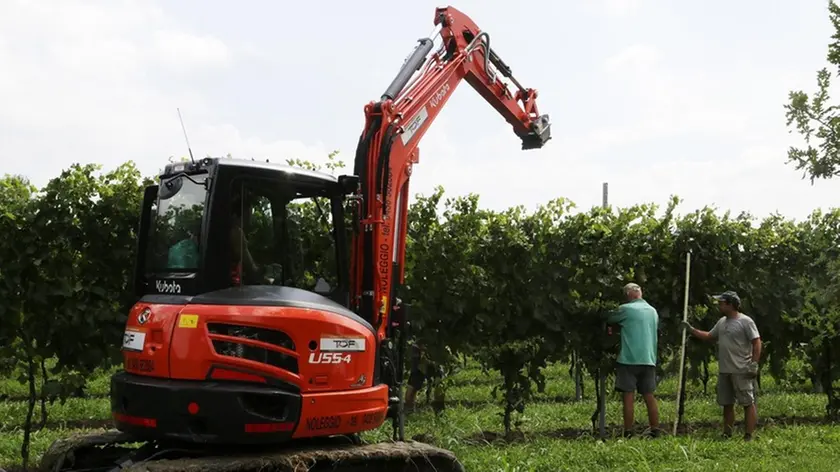 De Marchi salgaredo vigneto abbatuto az. agricola DE Nardi località camposanbernardo