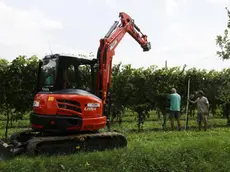 De Marchi salgaredo vigneto abbatuto az. agricola DE Nardi località camposanbernardo