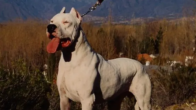 Un esemplare di dogo argentino come quello che ha azzannato il 25enne