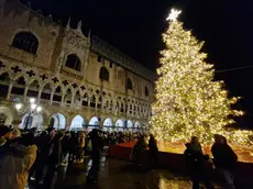 Lo splendido albero in piazza San Marco
